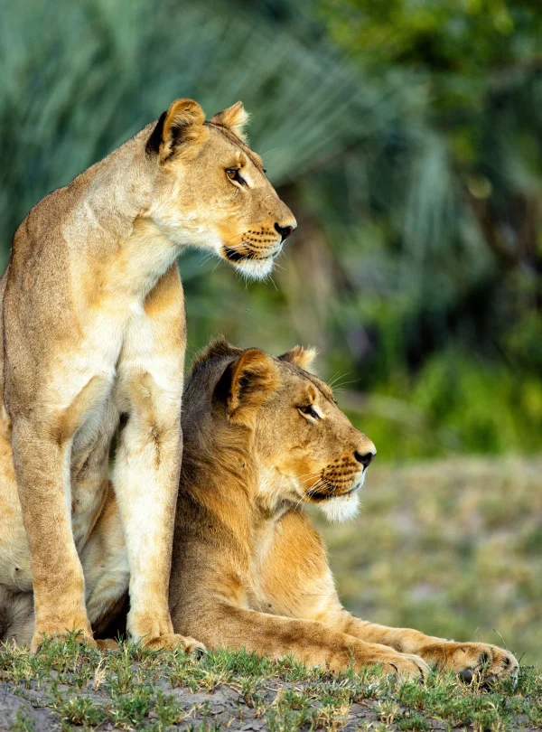 Botswana – Little Sable Camp