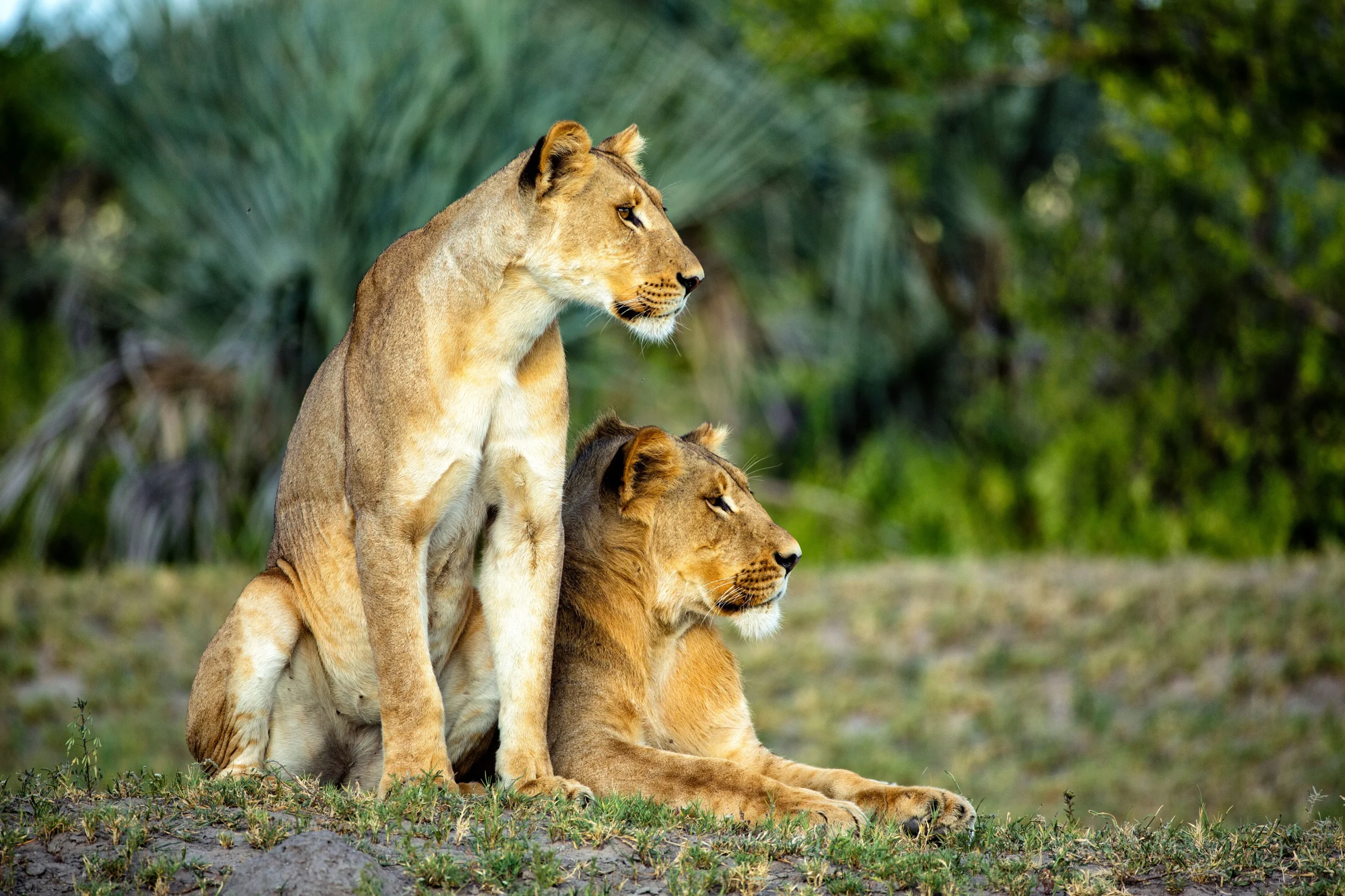Botswana – Little Sable Camp