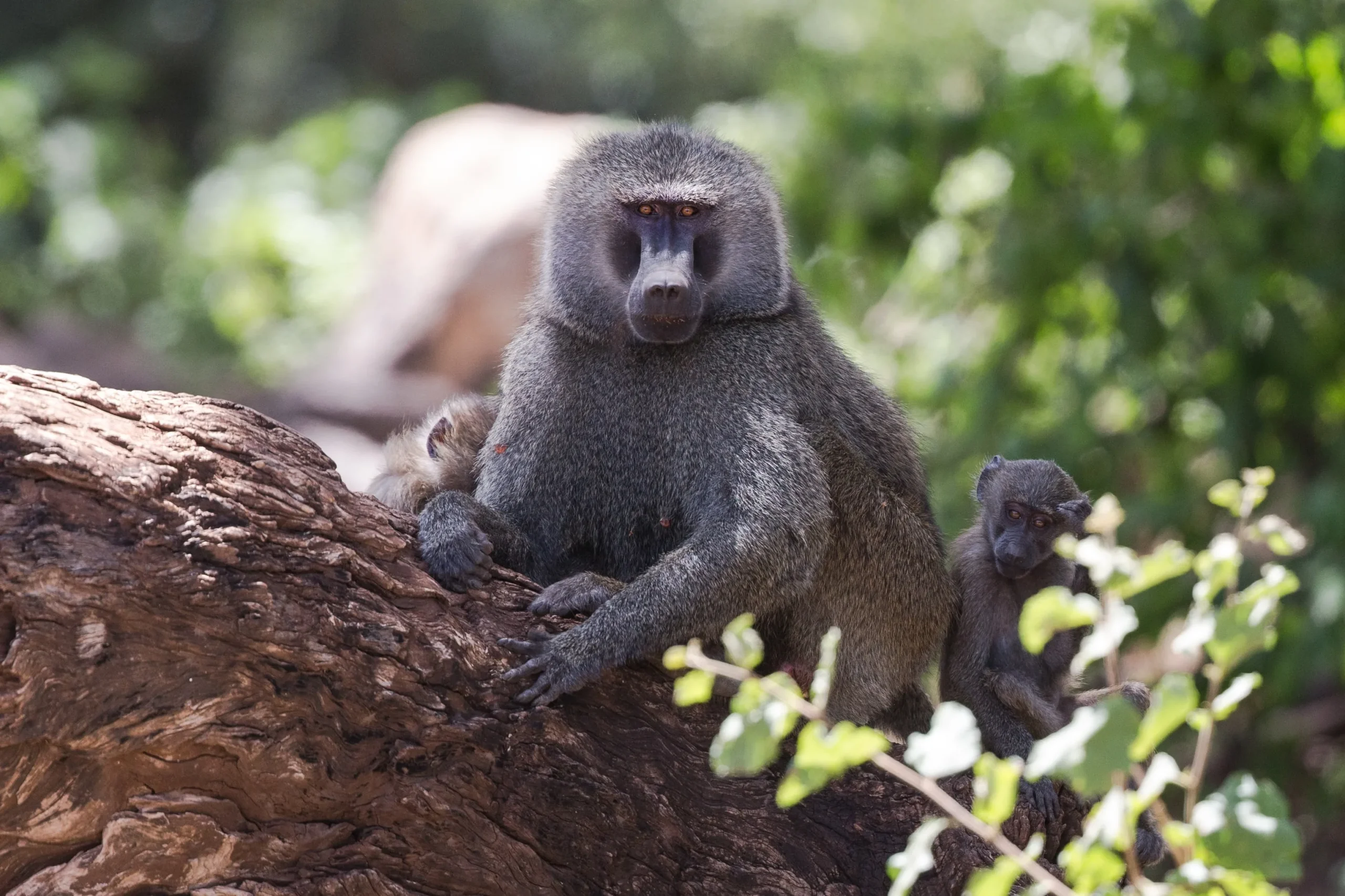 Tanzania Discovery