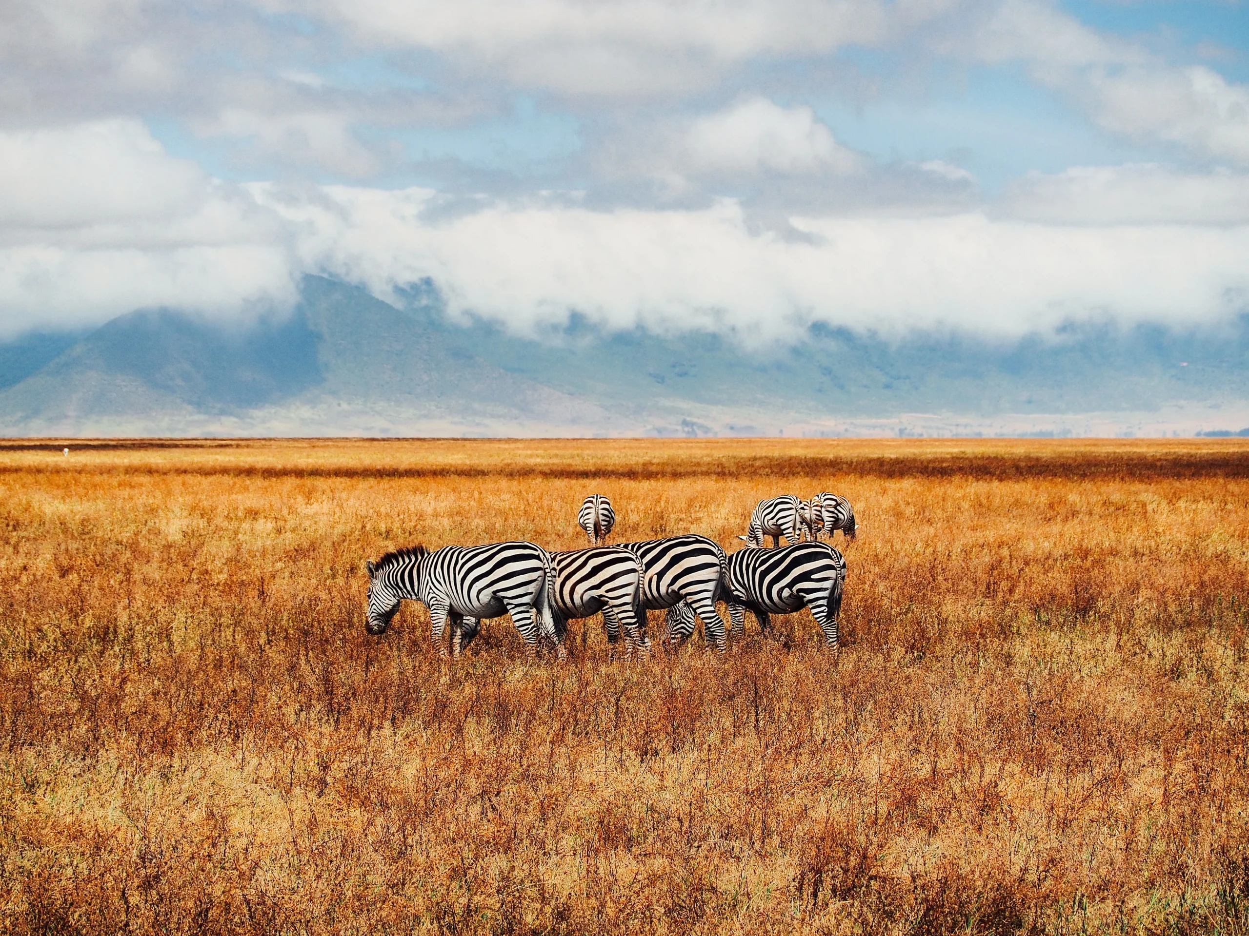 Tanzania - Le grandi pianure e Ngorongoro
