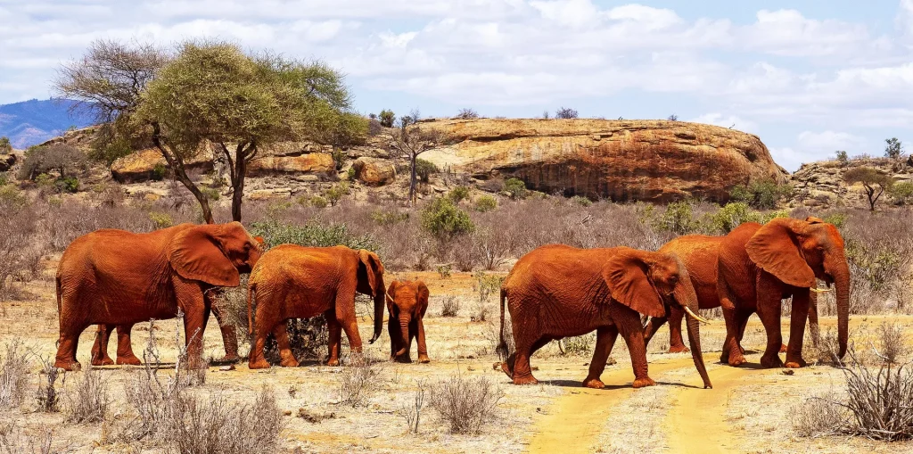 Kenya - Il Masai Mara, Amboseli e Tsavo