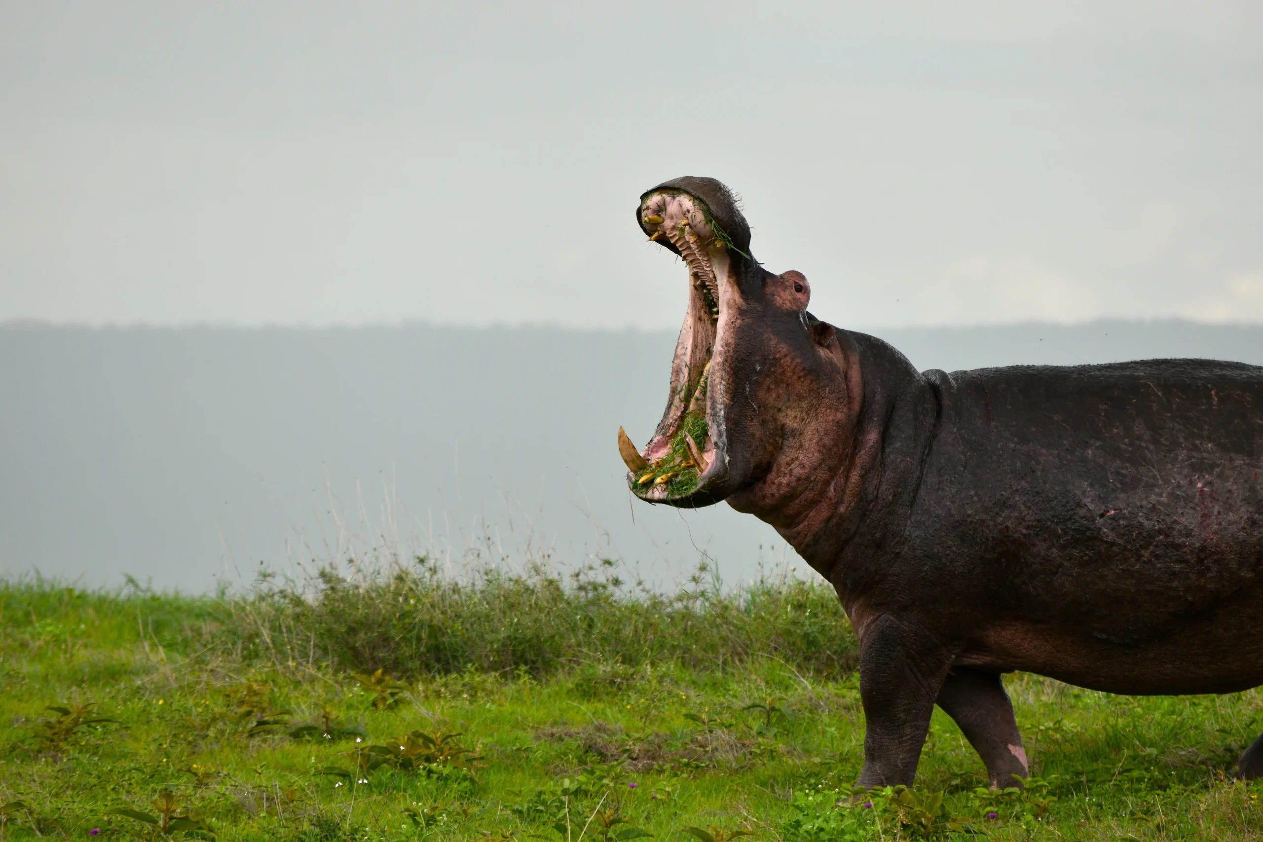 Kenya - I grandi laghi, Amboseli e il Masai Mara