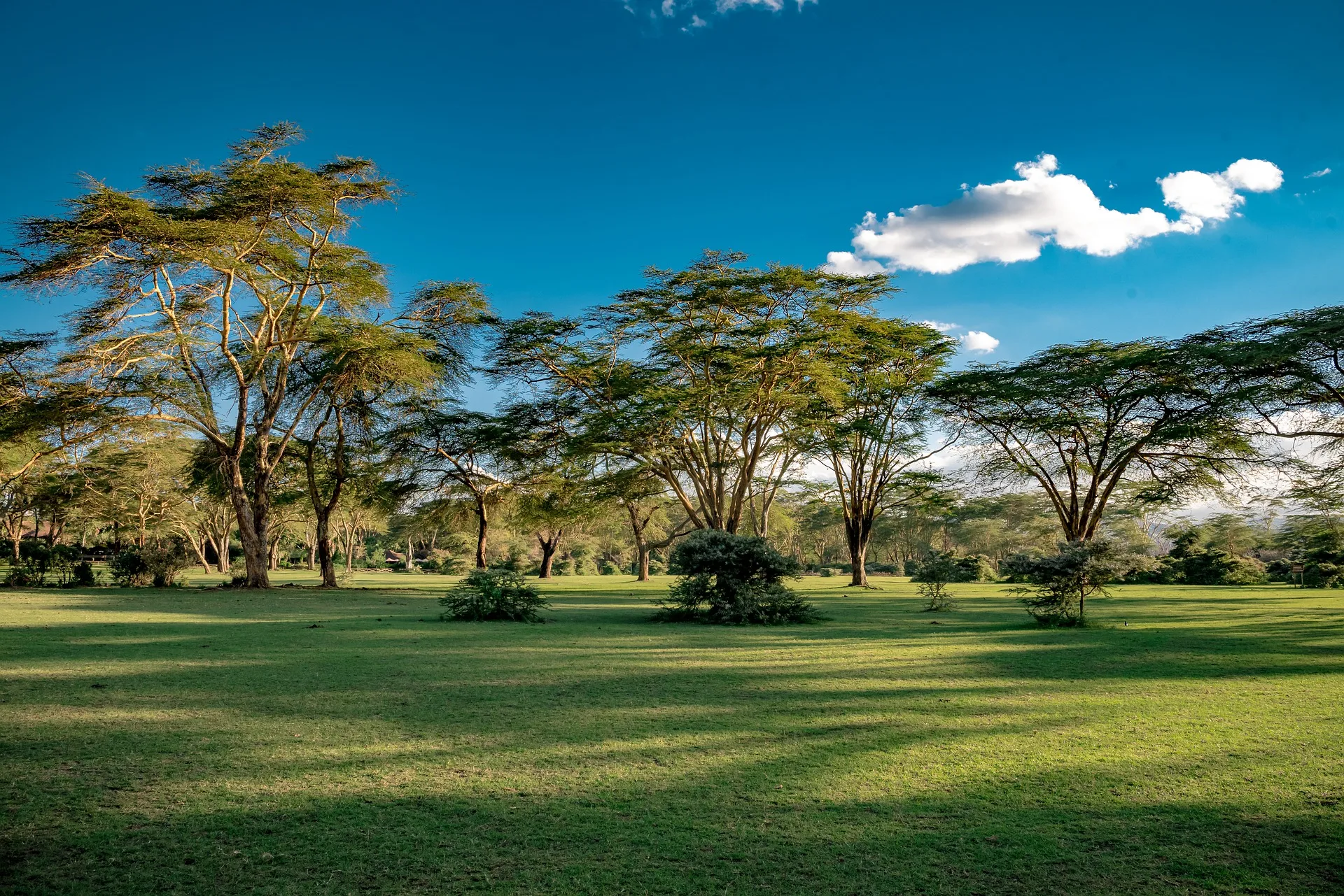 Kenya - Il Masai Mara, Amboseli e Tsavo