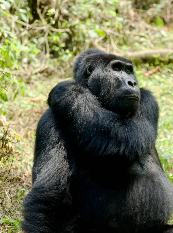 Best Uganda