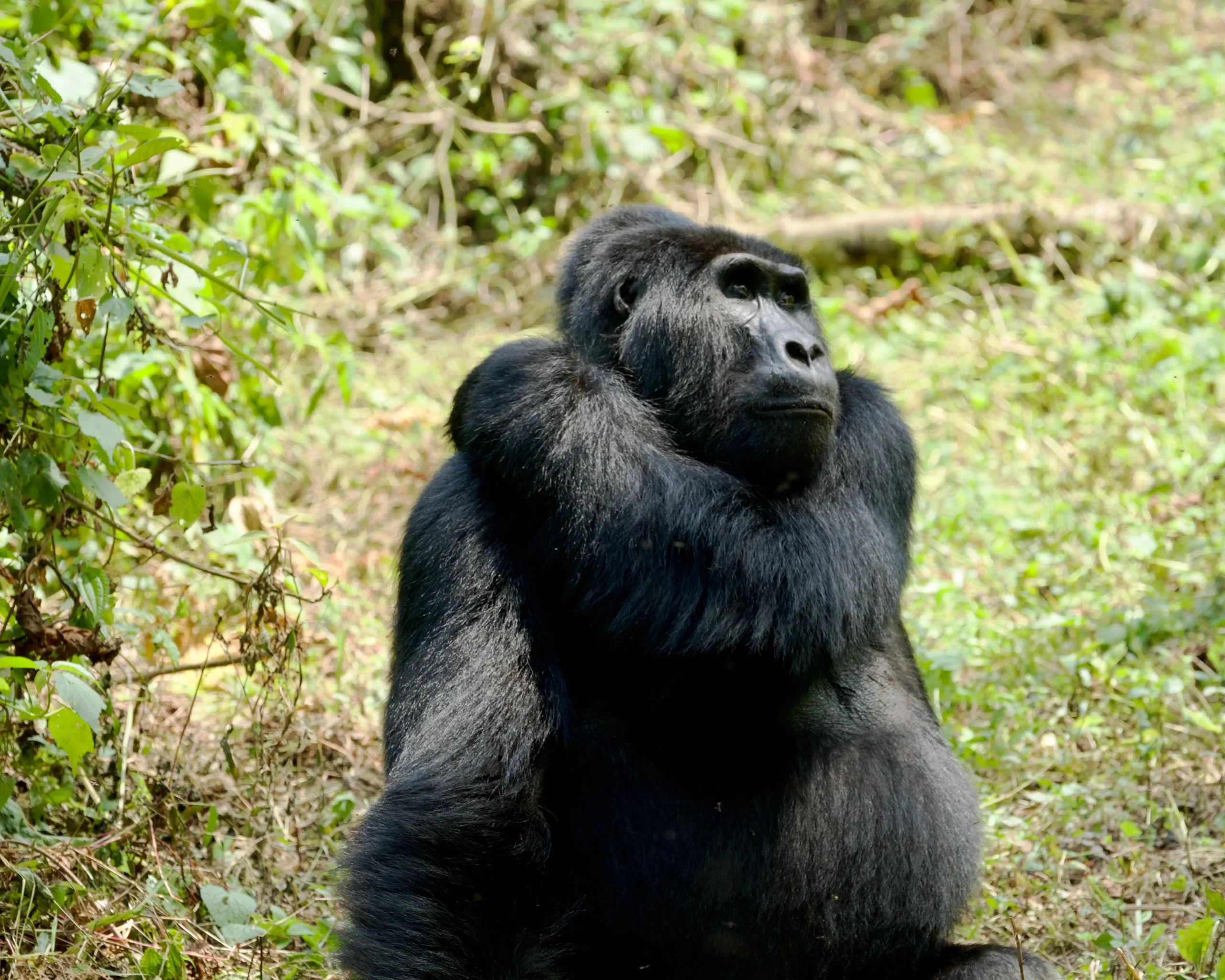Best Uganda