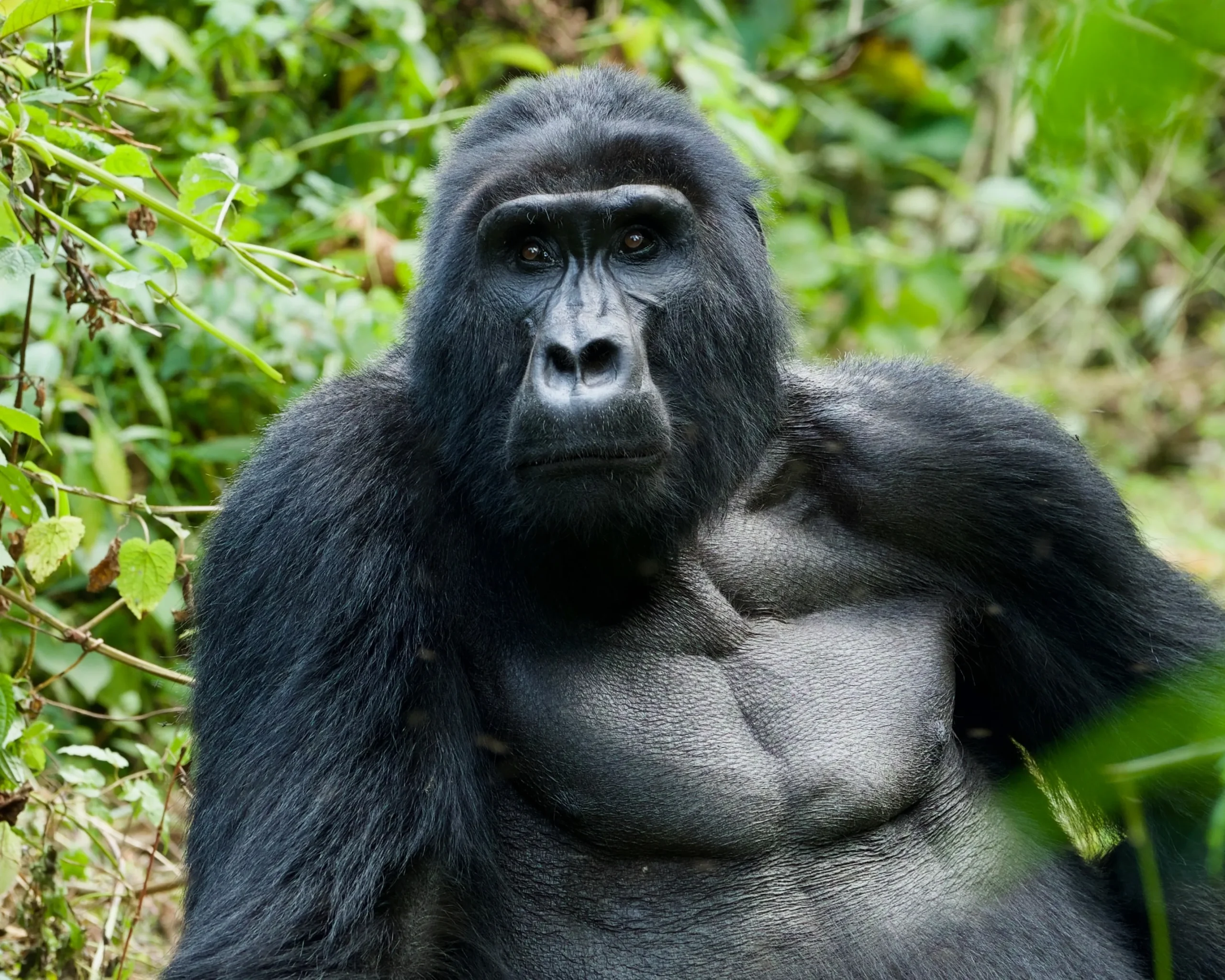 Uganda - Panorama