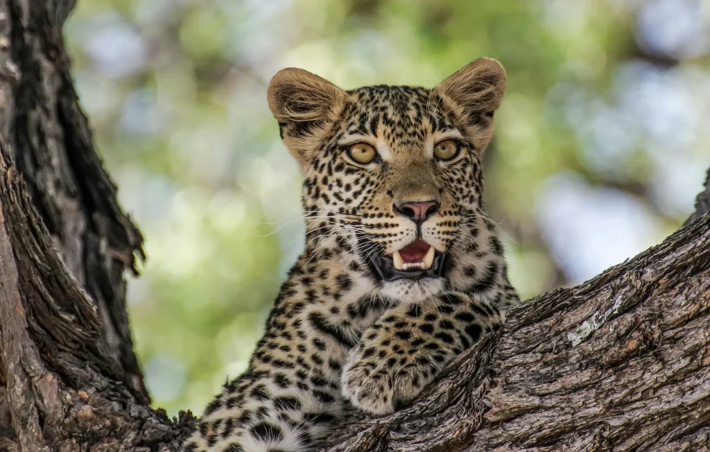 Kenya