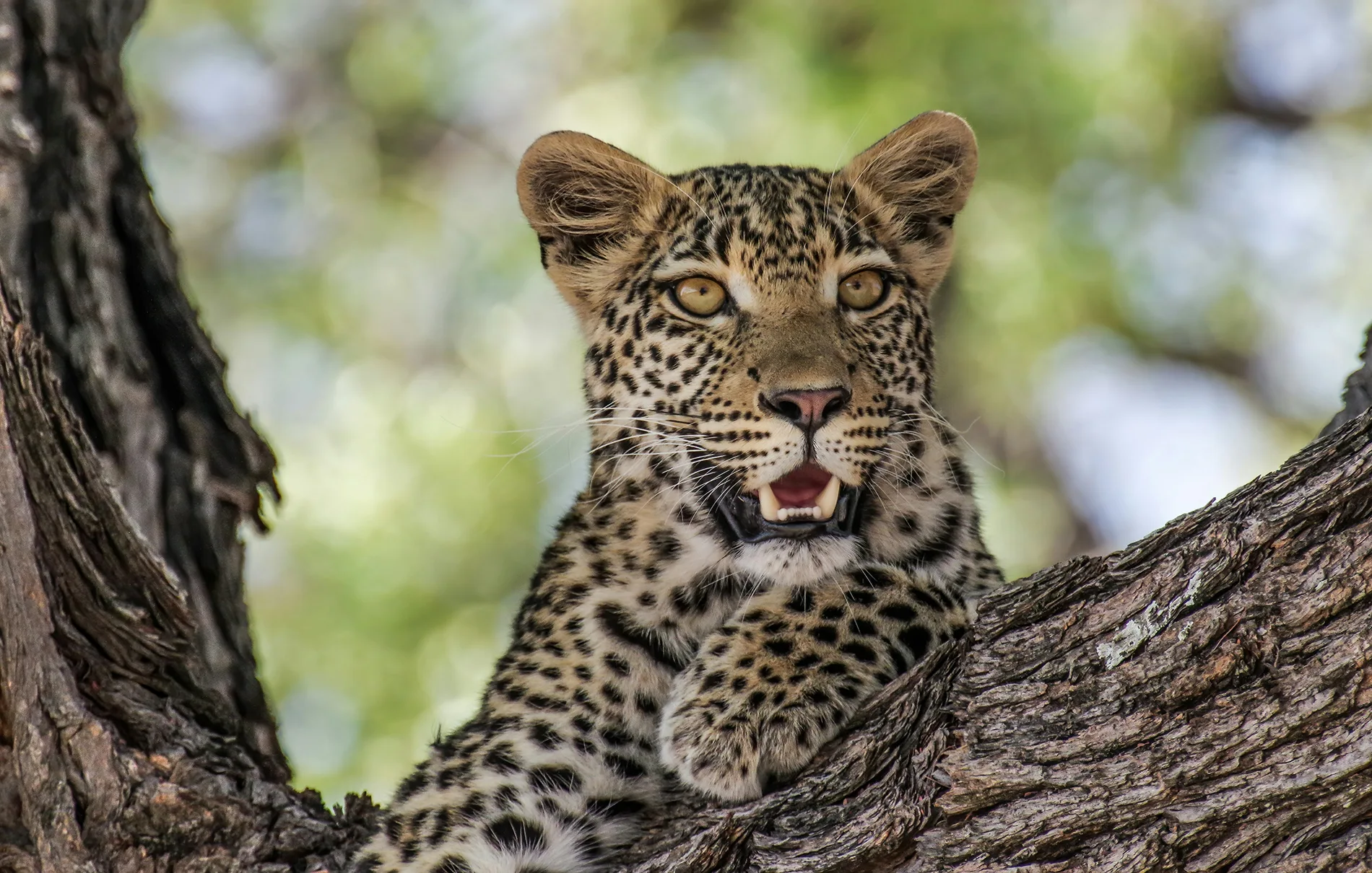 Kenya - Safari Essenza