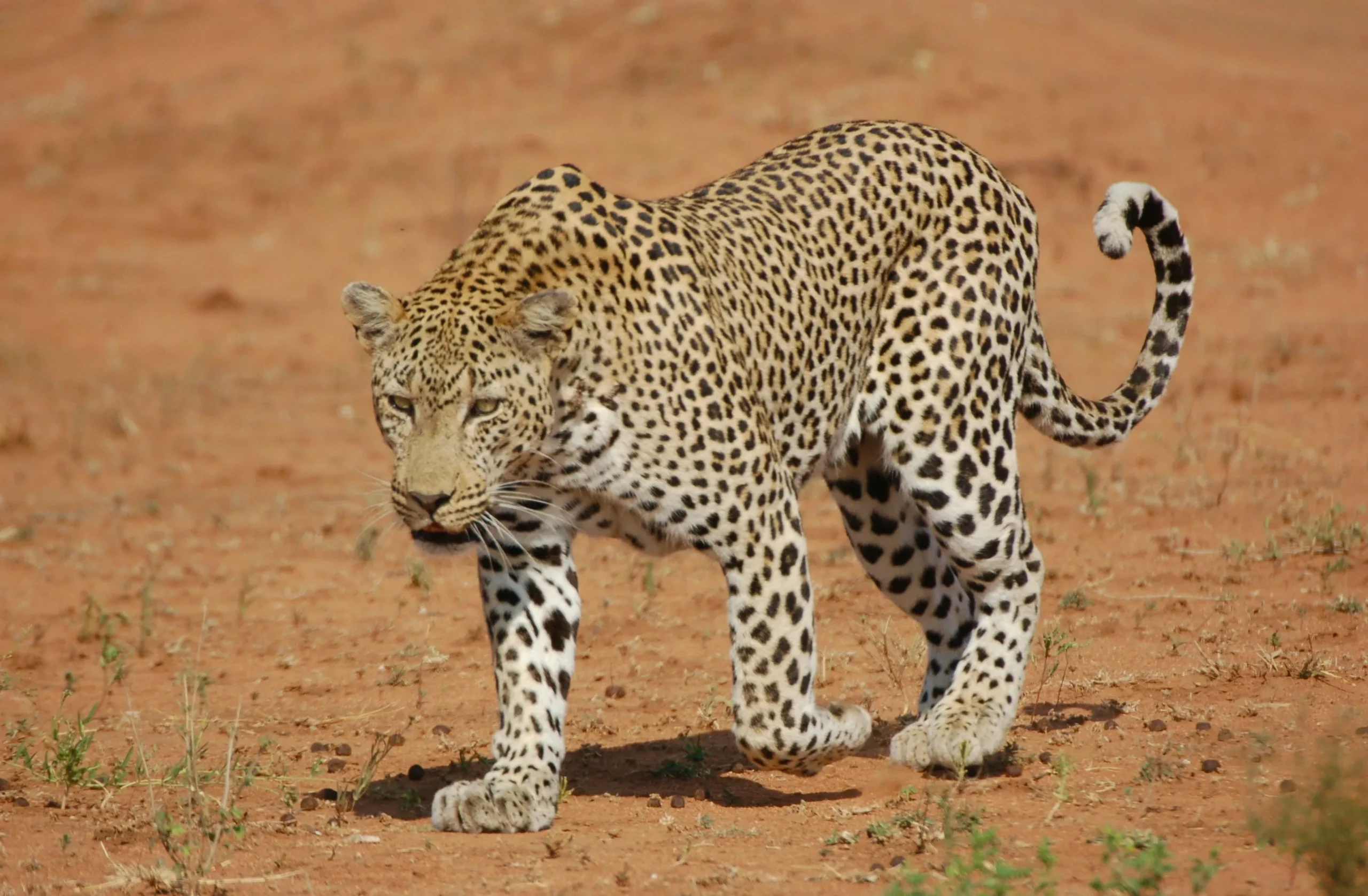 Leopardo Masai Mara Kenya