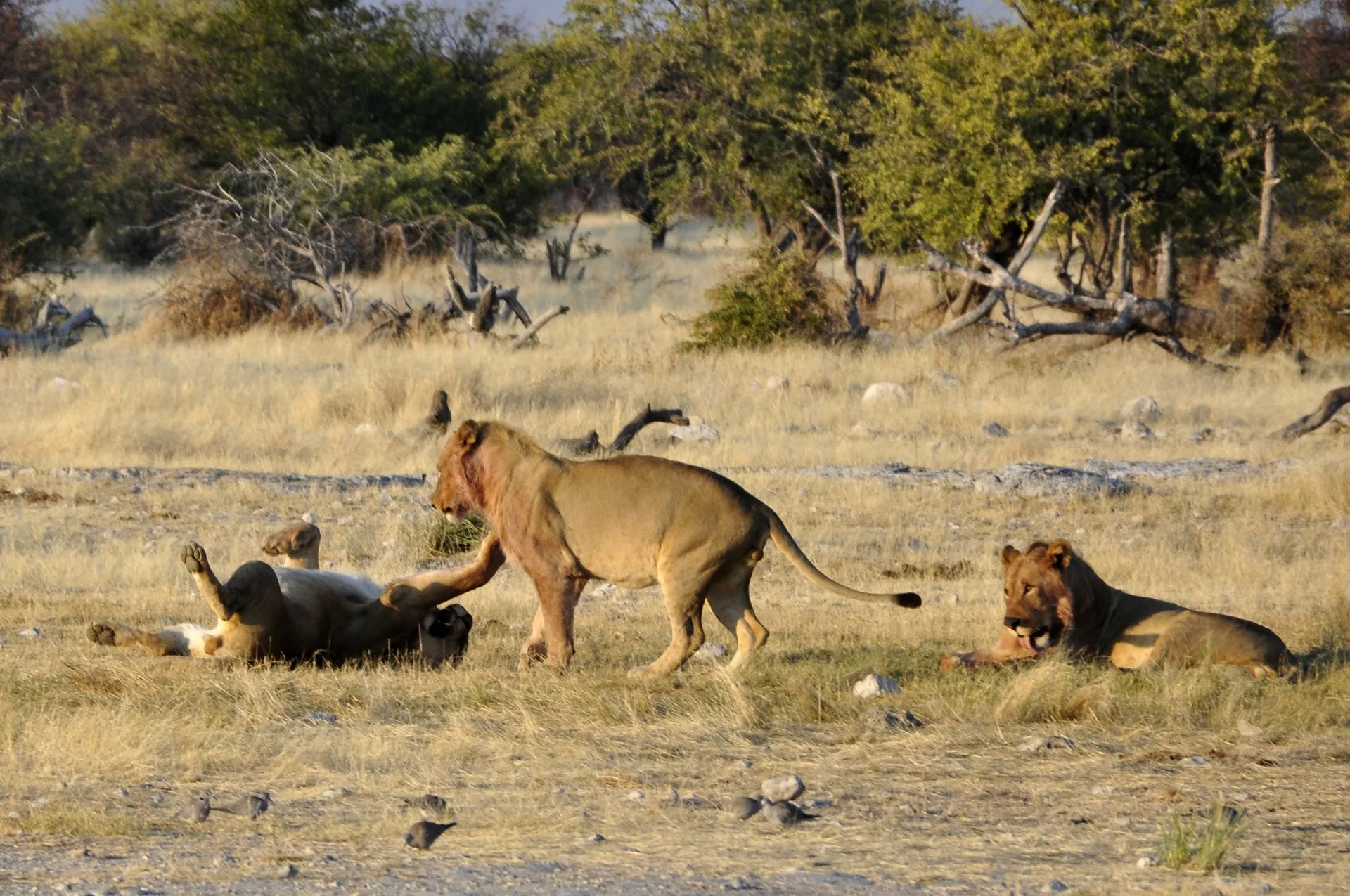 Overland - Namibia Botswana Desert & Delta