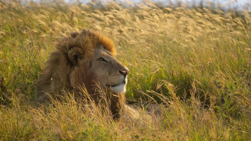Tanzania e Mafia Island - Safari Essence e mare