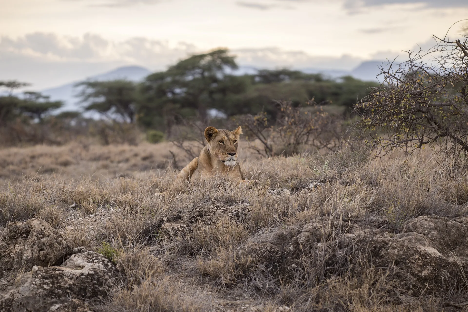 Tanzania - Ol Doinyo Lengai e le distese del Serengeti