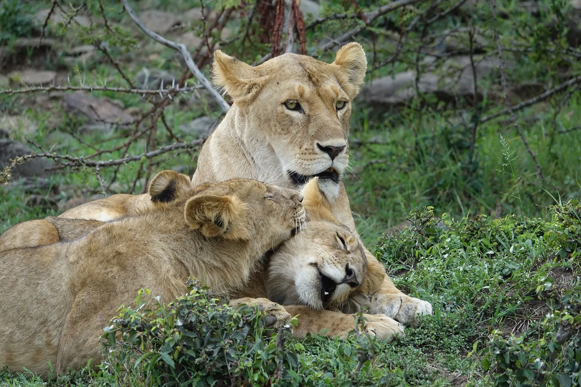 Kenya - Il Masai Mara, Amboseli e Tsavo
