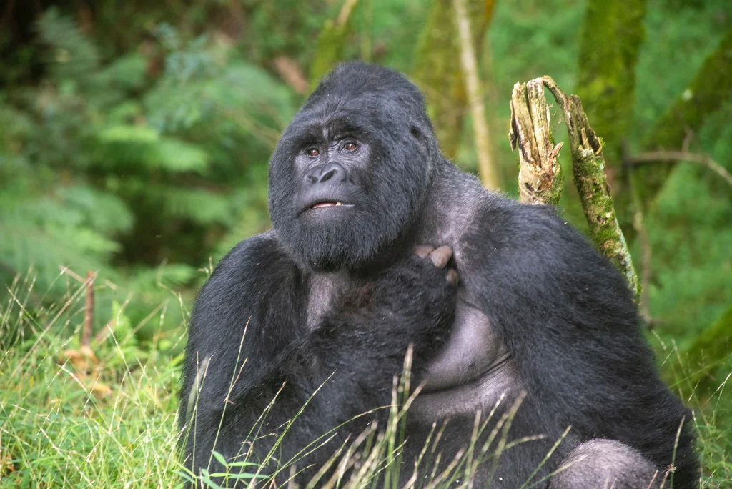 Uganda - Nilo Safari