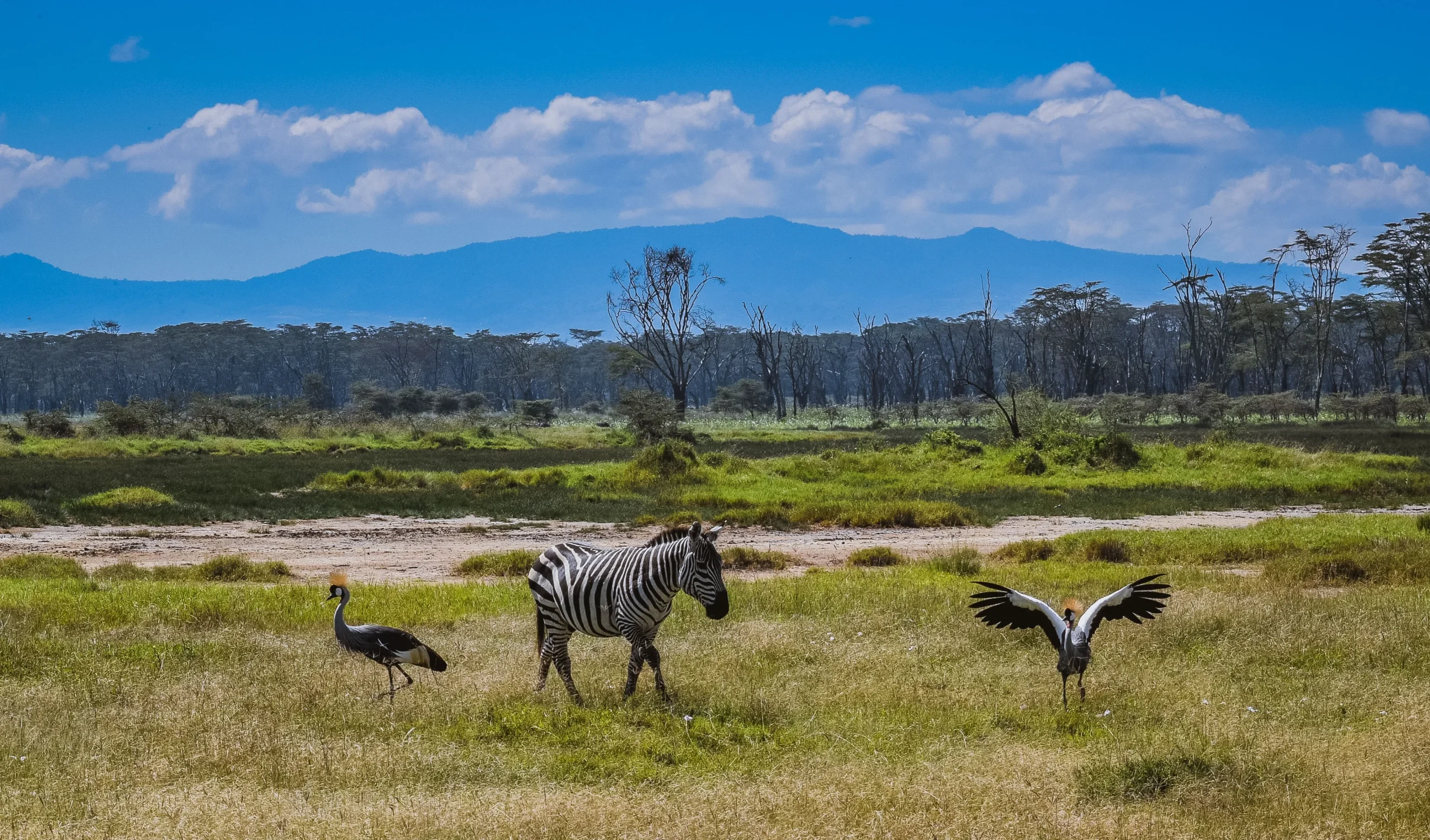 Kenya - I grandi laghi, Amboseli e il Masai Mara