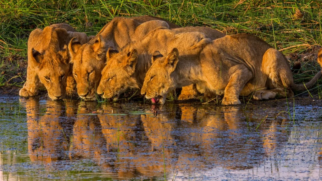 Botswana Discovery - Lodge Safari