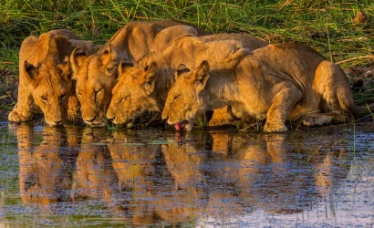 Botswana Discovery - Lodge Safari
