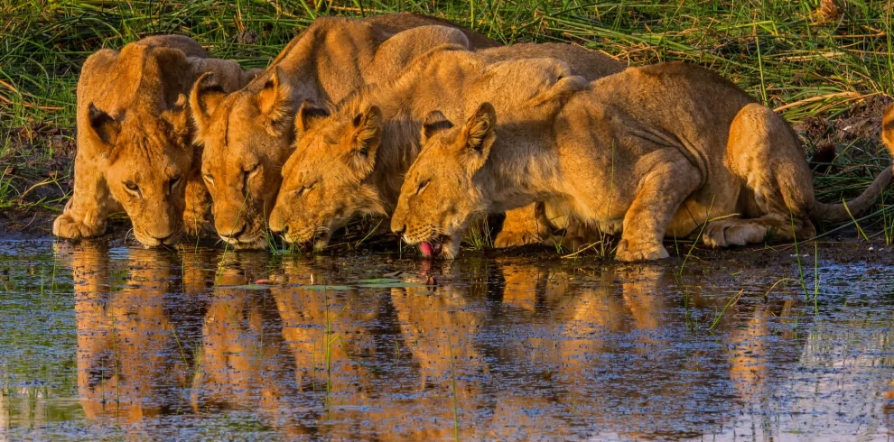Botswana Discovery - Lodge Safari