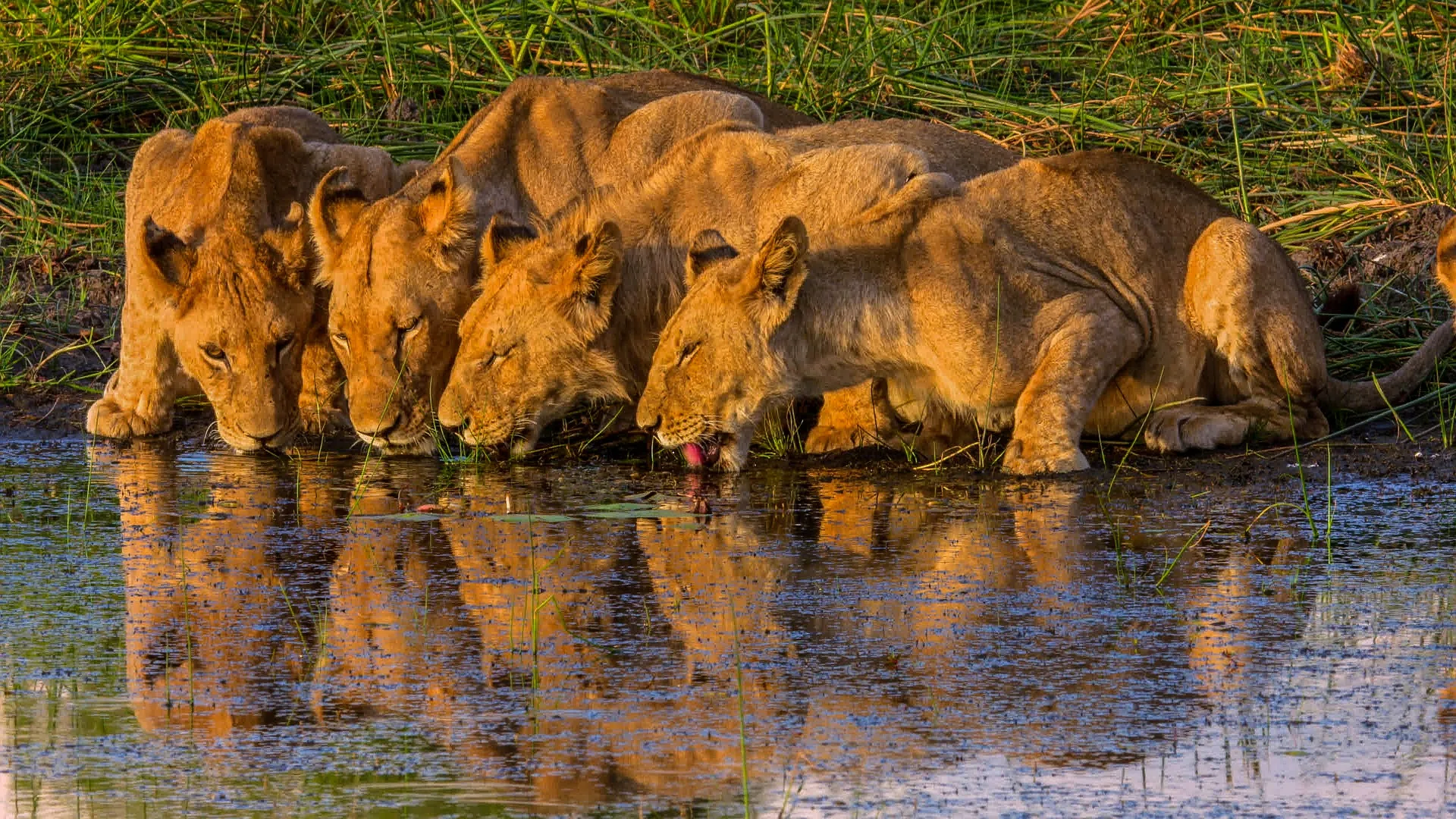 Botswana Discovery - Lodge Safari