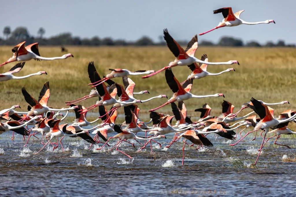 Botswana – Jack's Camp
