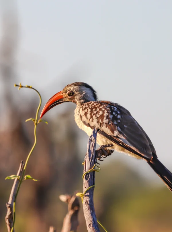 Botswana - Kalahari Safari - Camping Safari