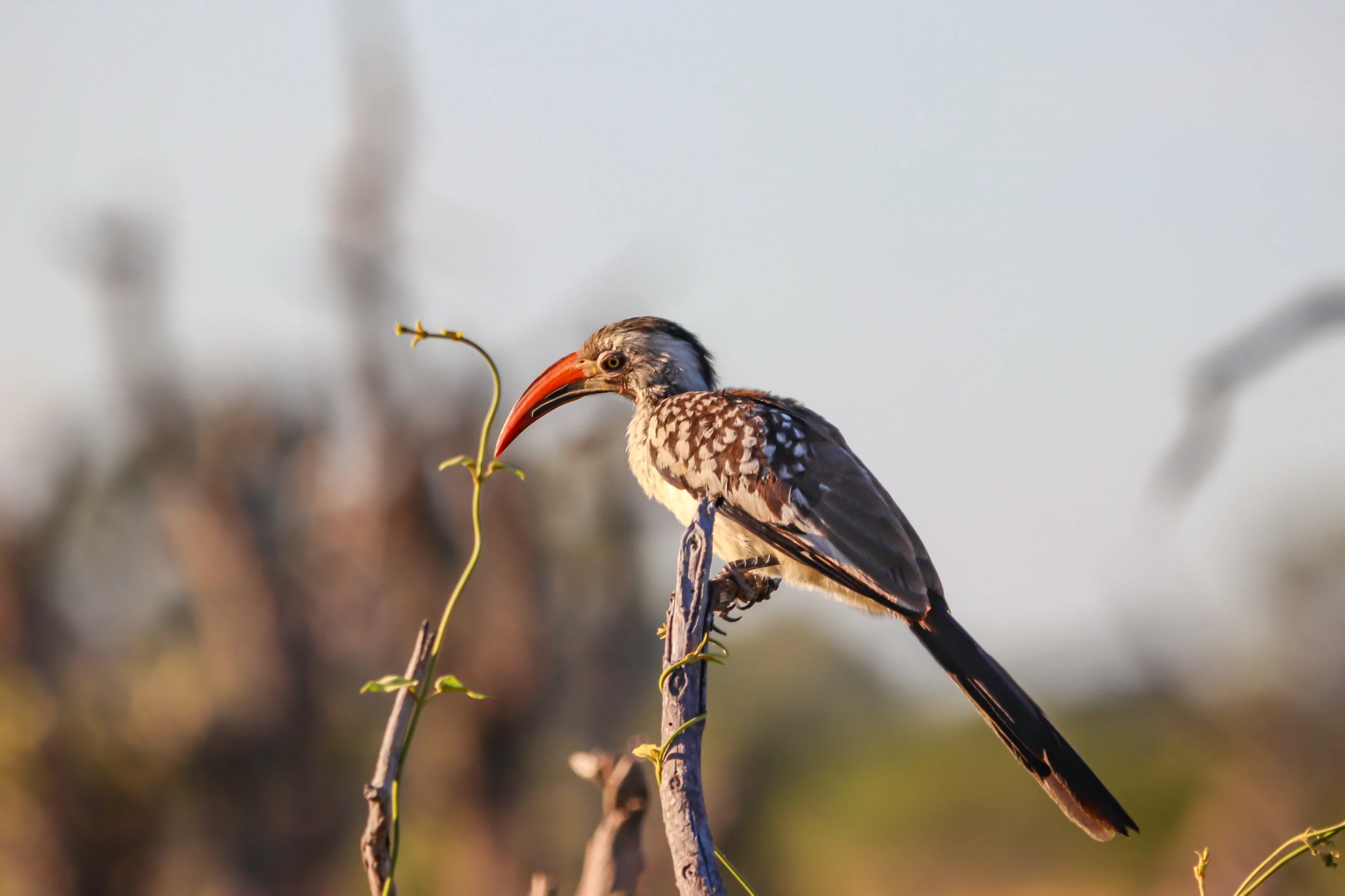Botswana - Kalahari Safari - Camping Safari