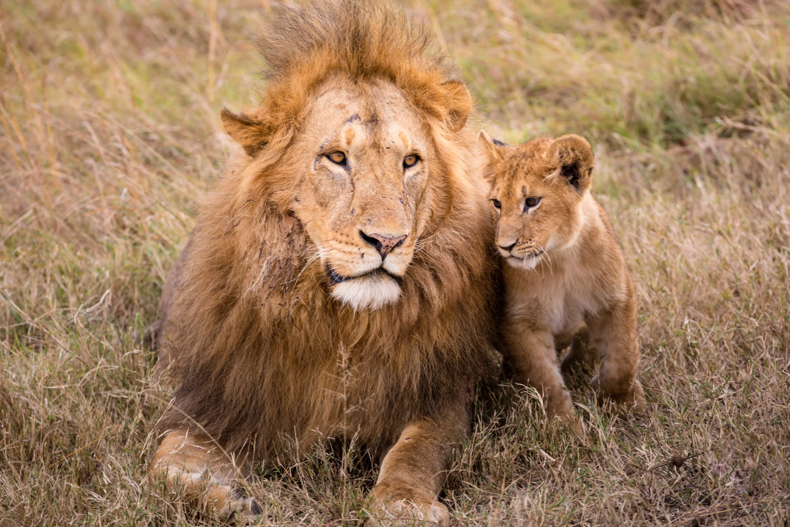 Tanzania - Le grandi pianure e Ngorongoro