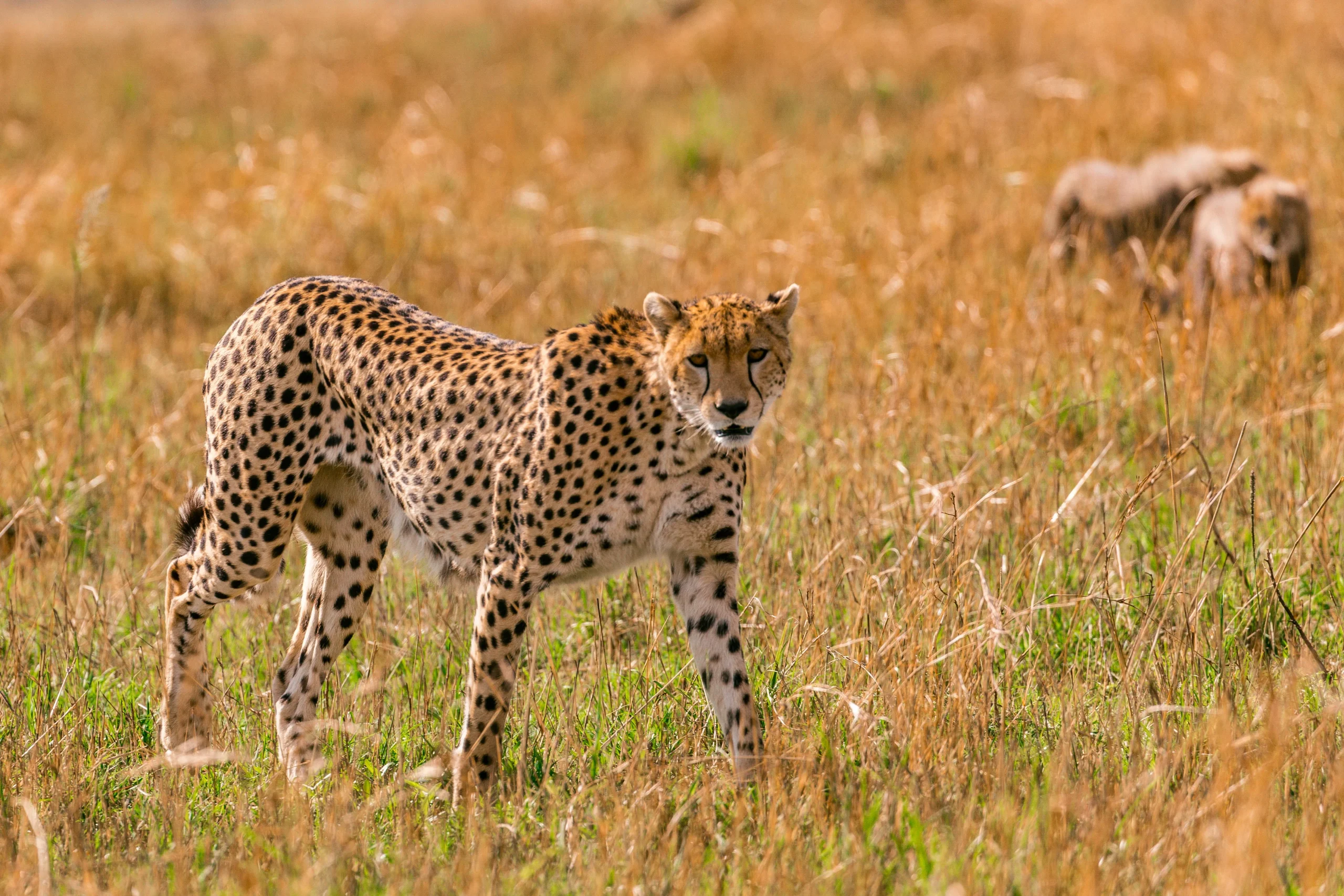 Tanzania - Le grandi pianure e Ngorongoro