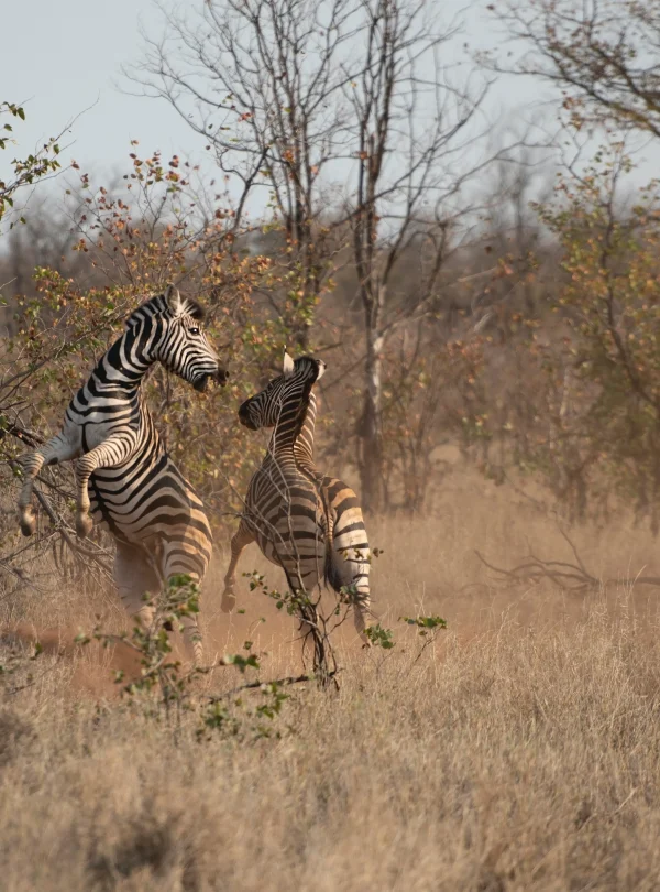 Tanzania Discovery