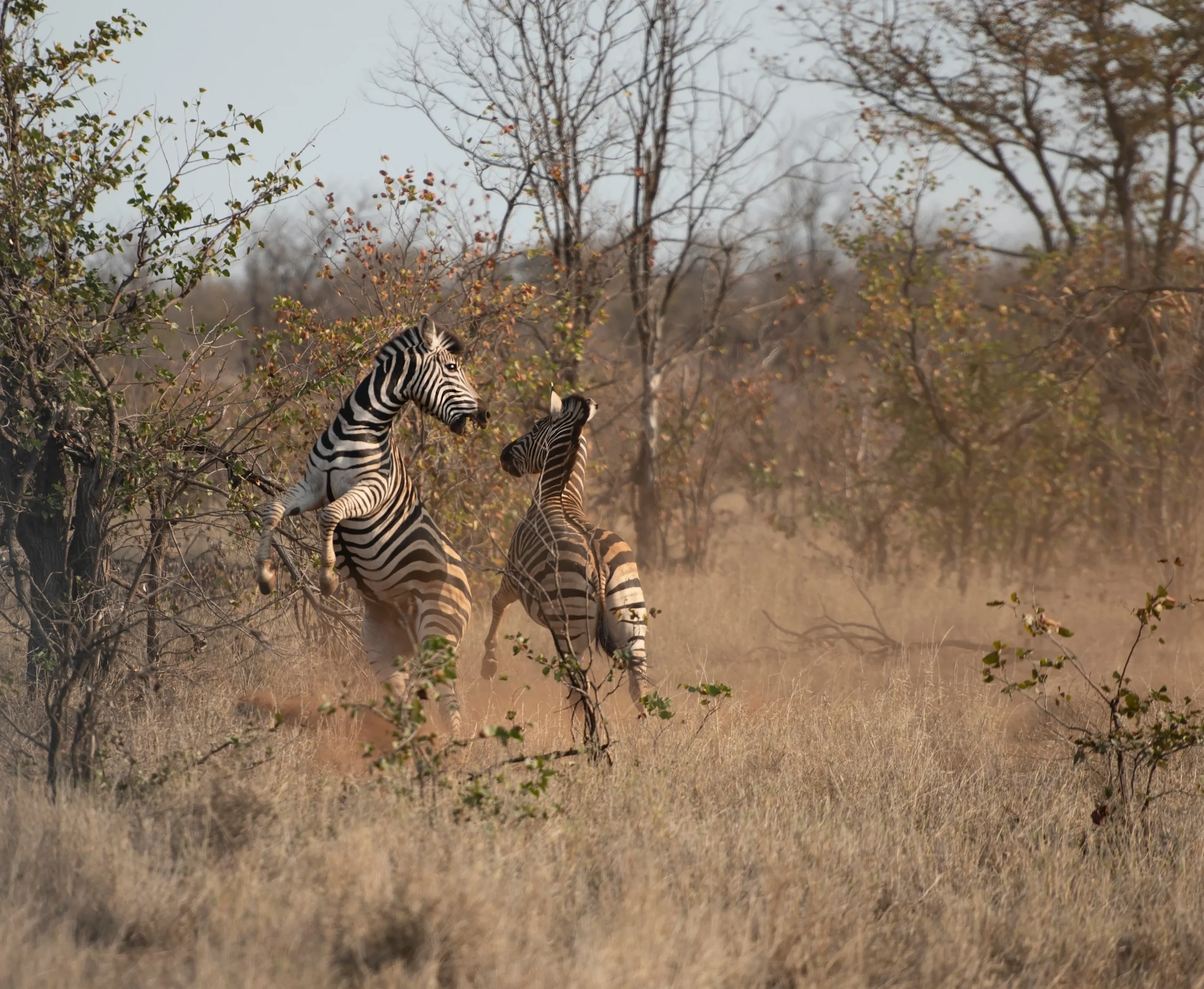 Tanzania Discovery