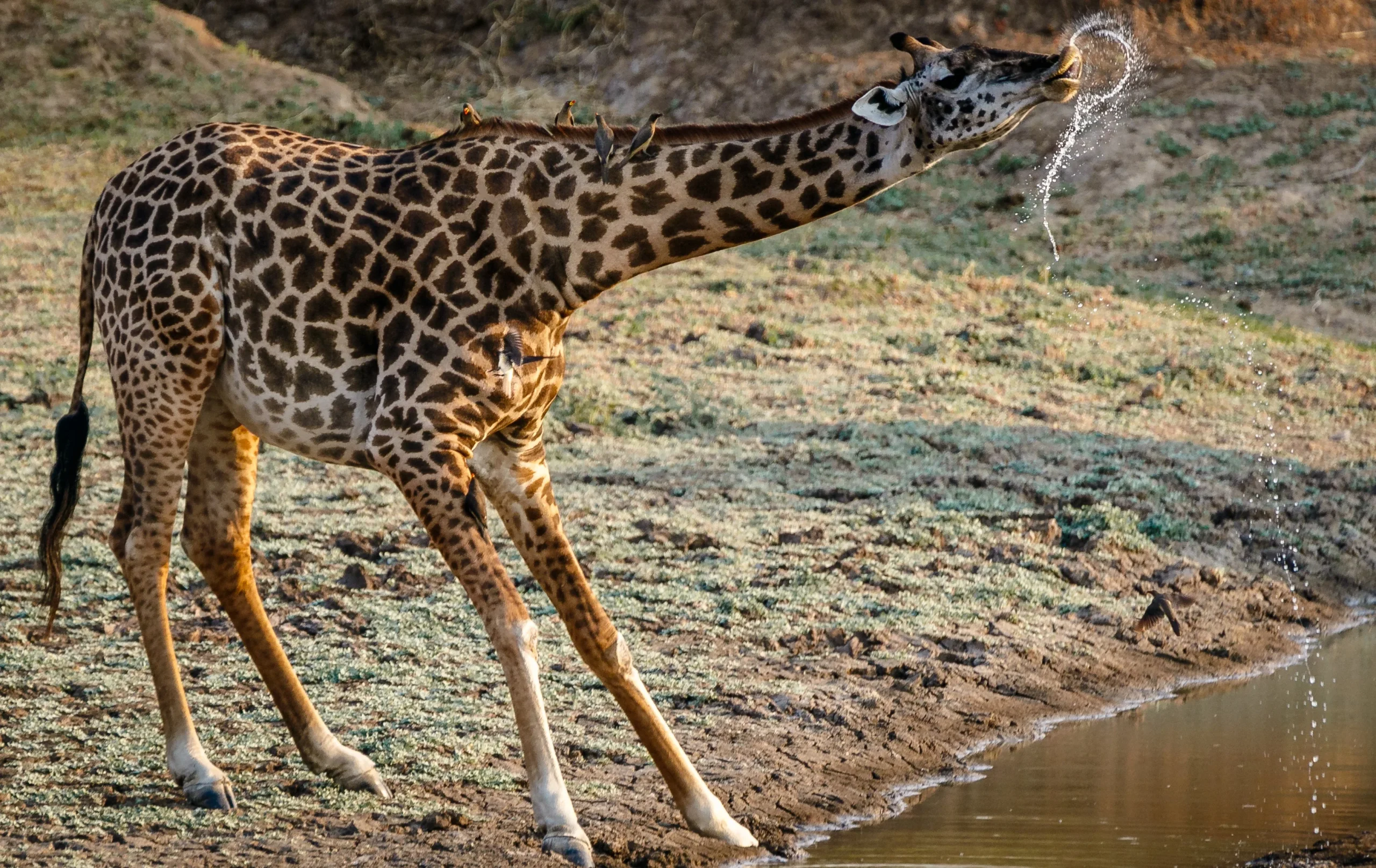 Zambia - Emozione dal bush - in campeggio