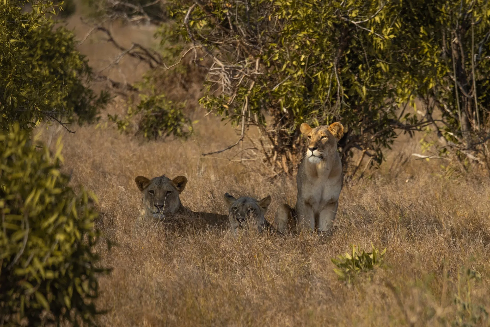 Tanzania Exploration