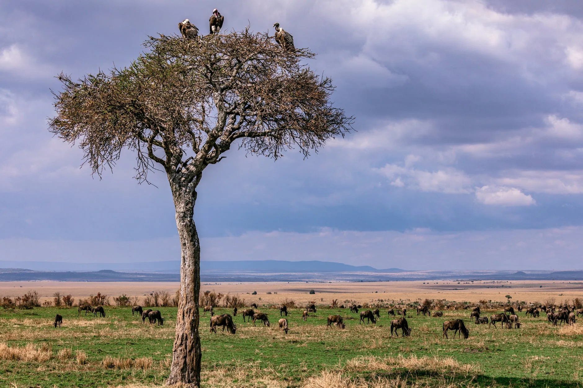 Tanzania - I grandi parchi del Nord