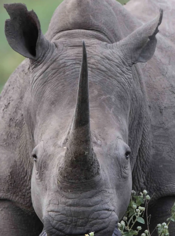 Botswana Wild Parks