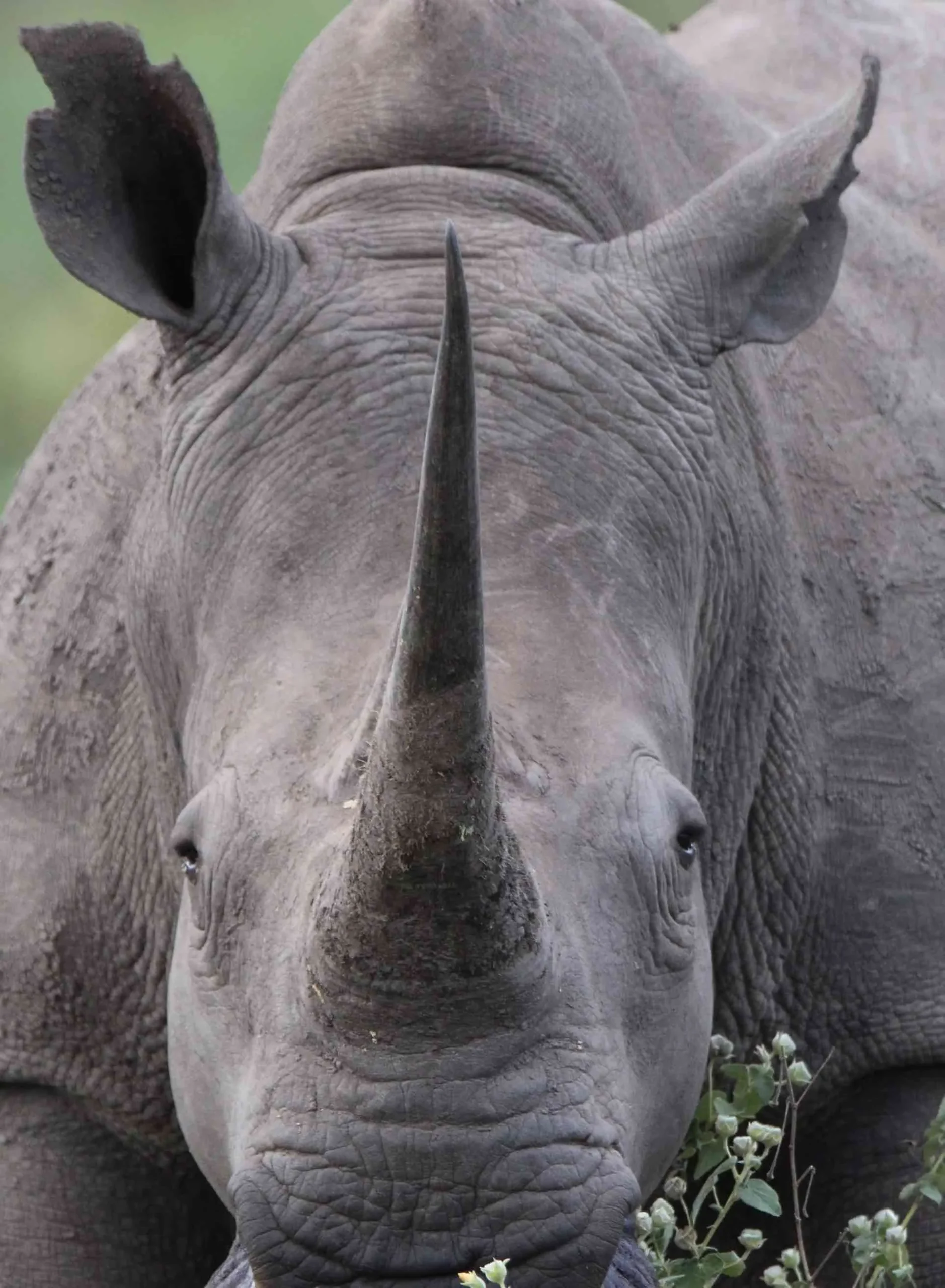 Botswana Wild Parks