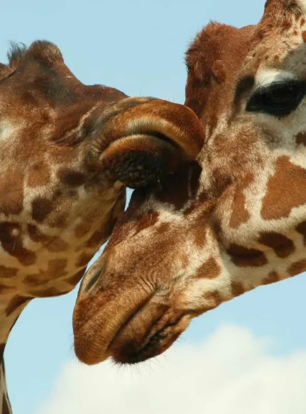 Botswana Wild Parks