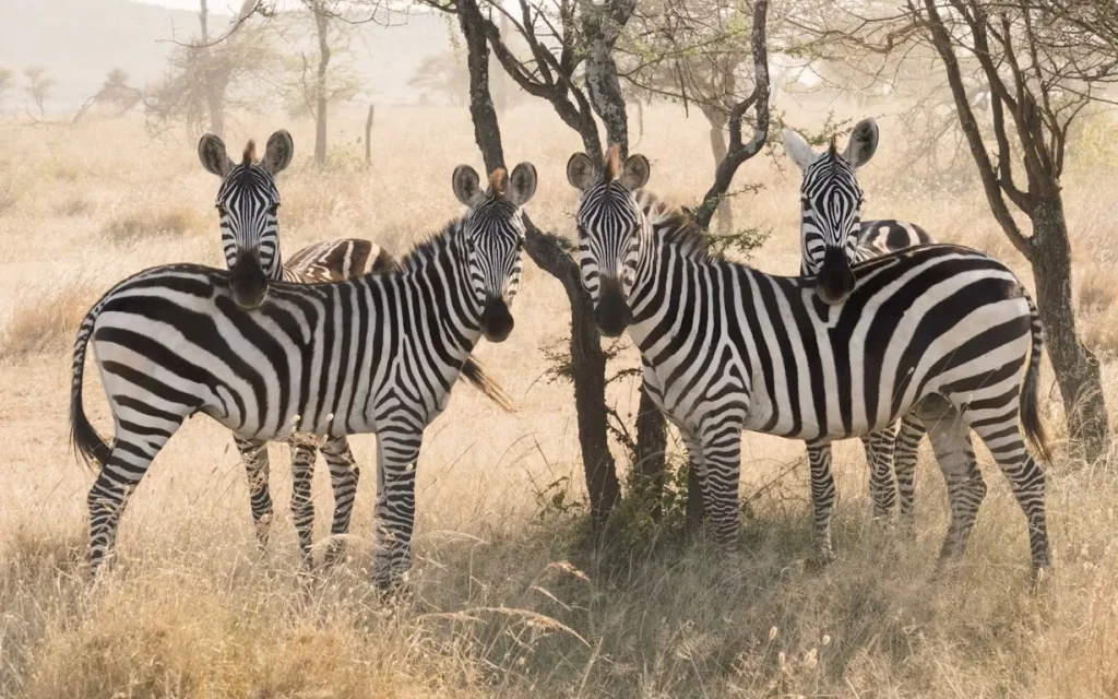 Tanzania