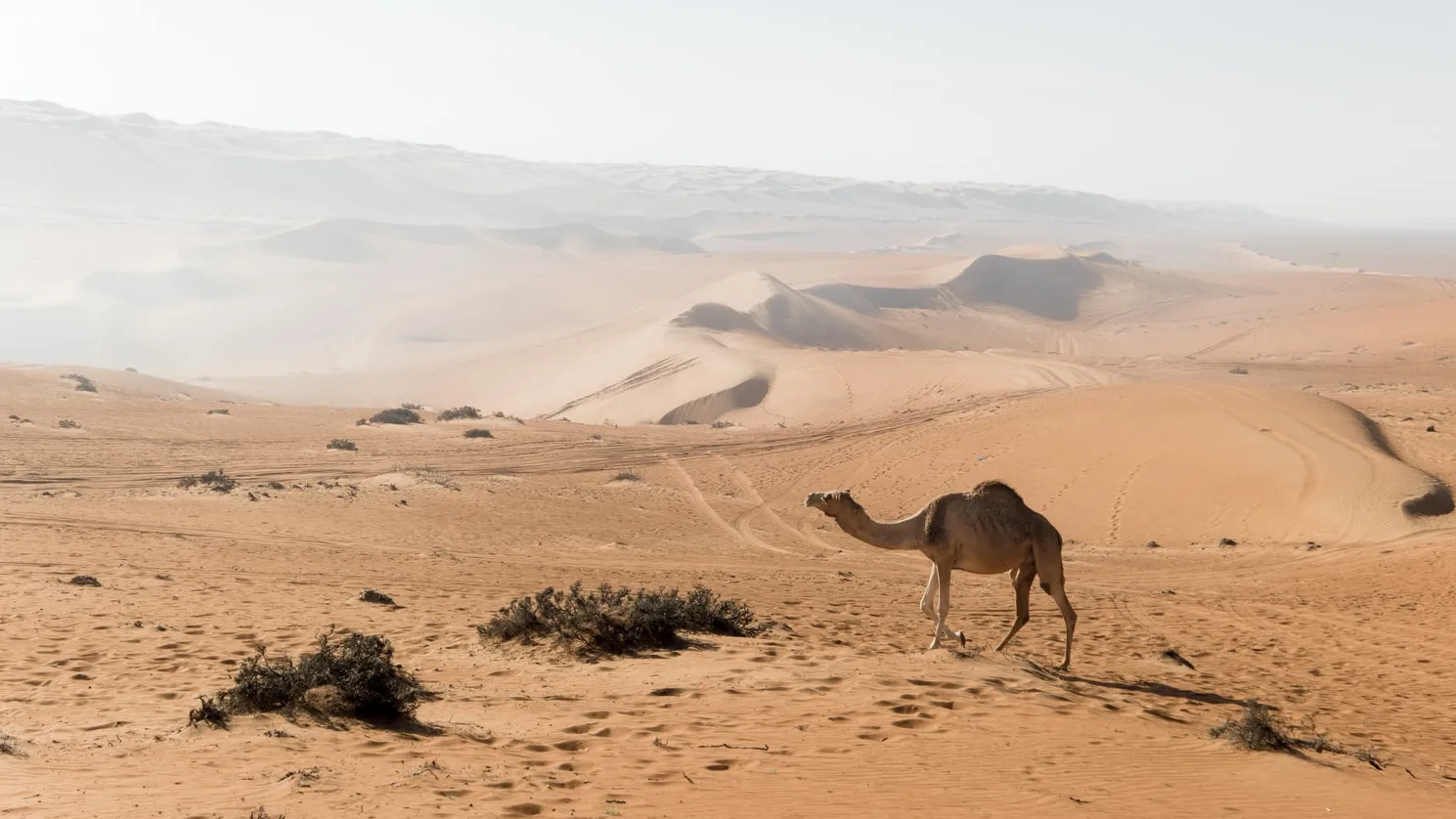 Oman - Rub Al Khali Expedition in 4X4