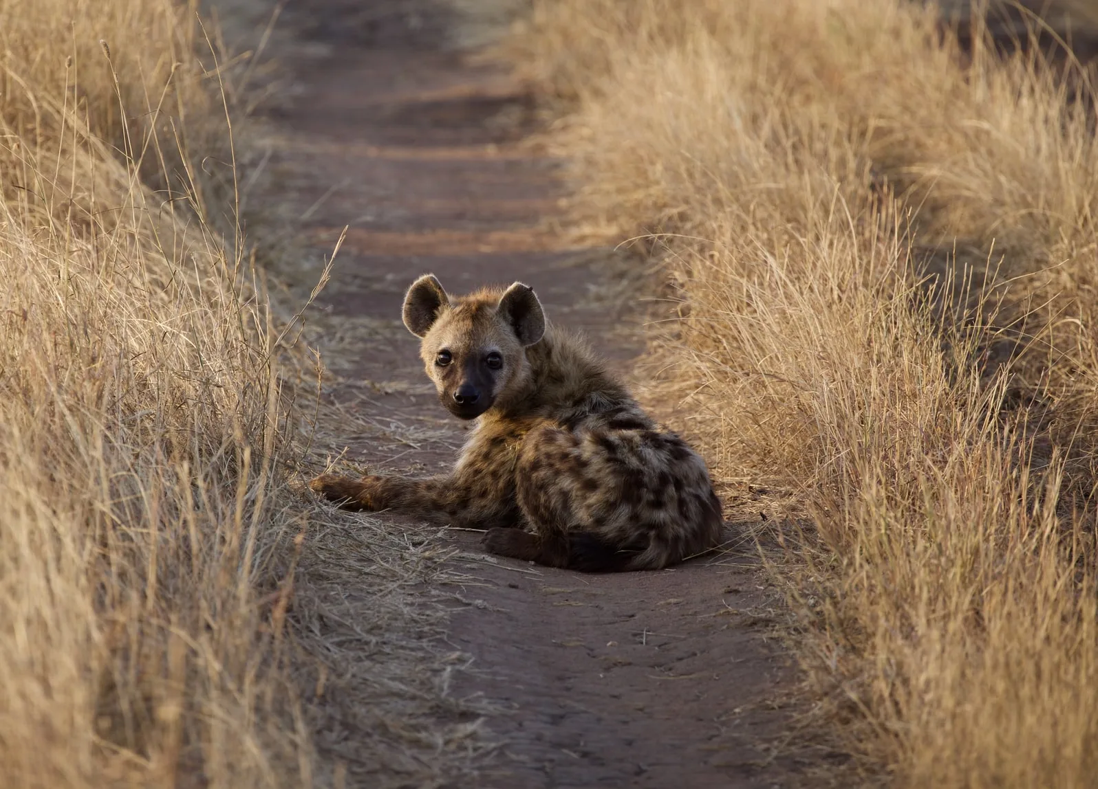 Tanzania Exploration