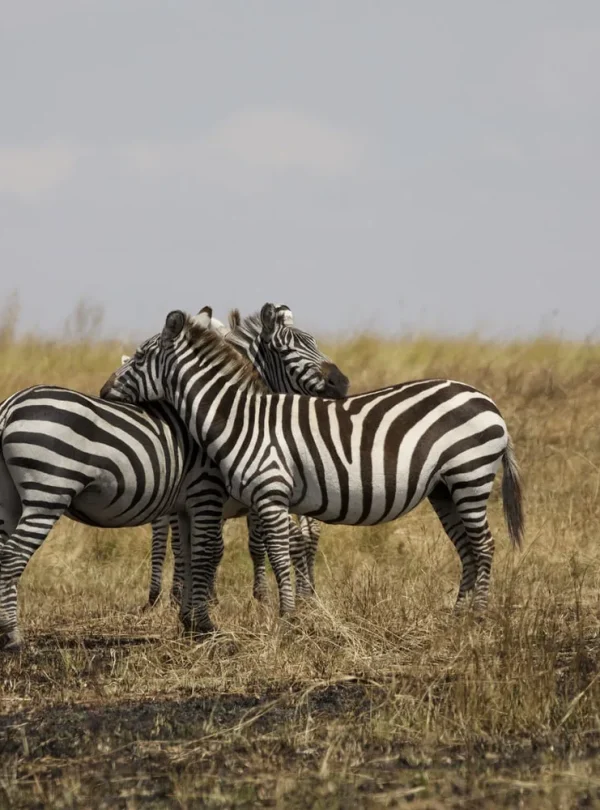 Tanzania - I grandi parchi del Nord