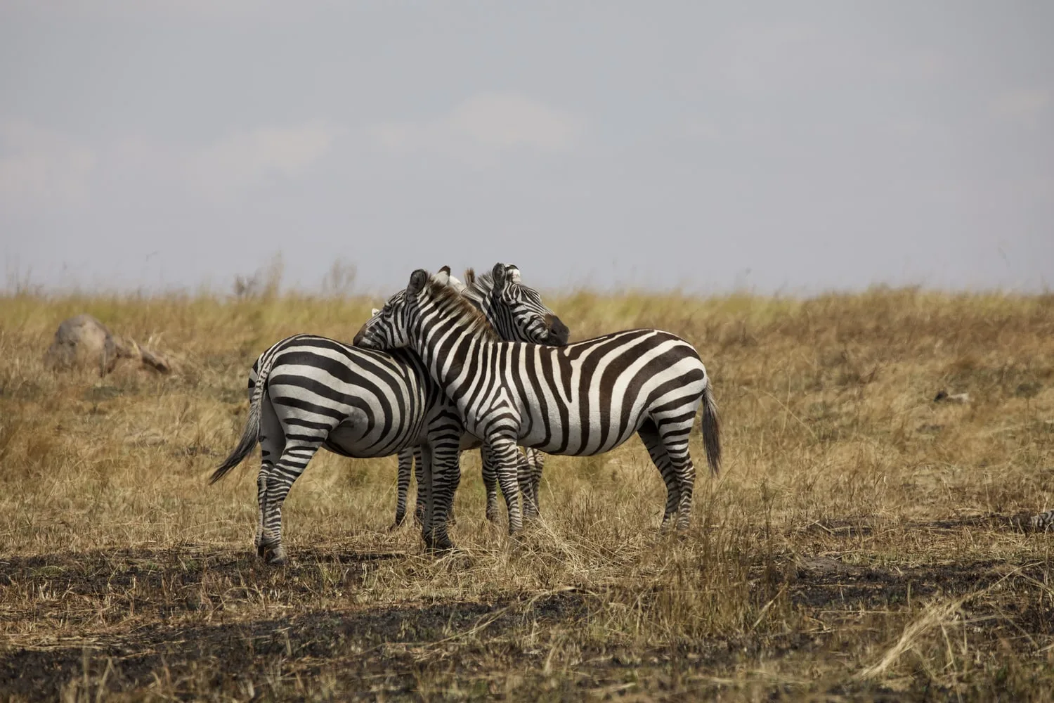 Tanzania - I grandi parchi del Nord