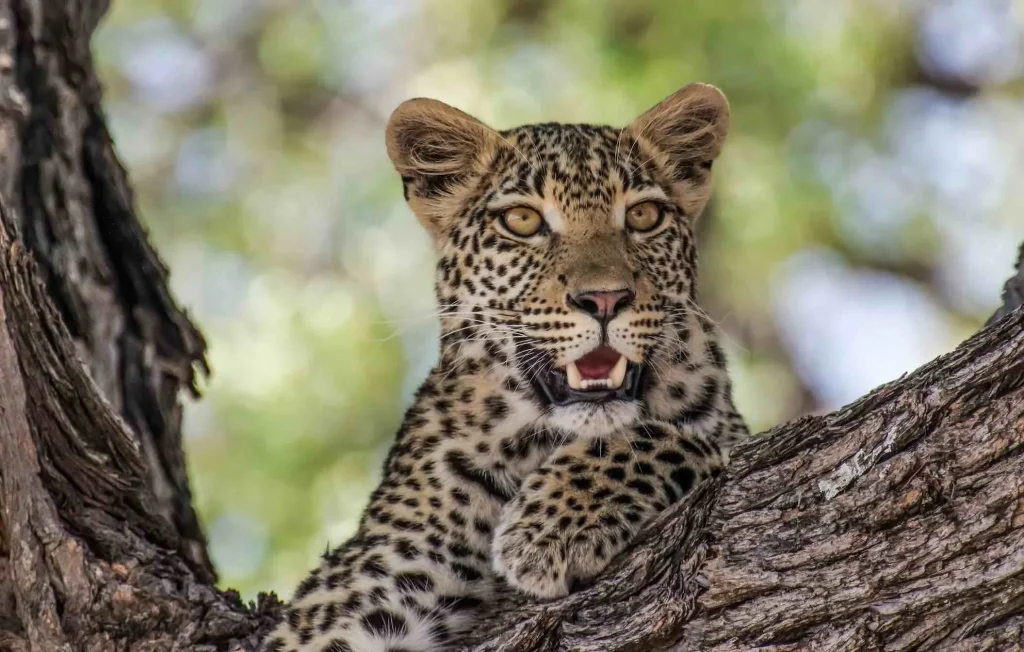 Botswana Wild Parks