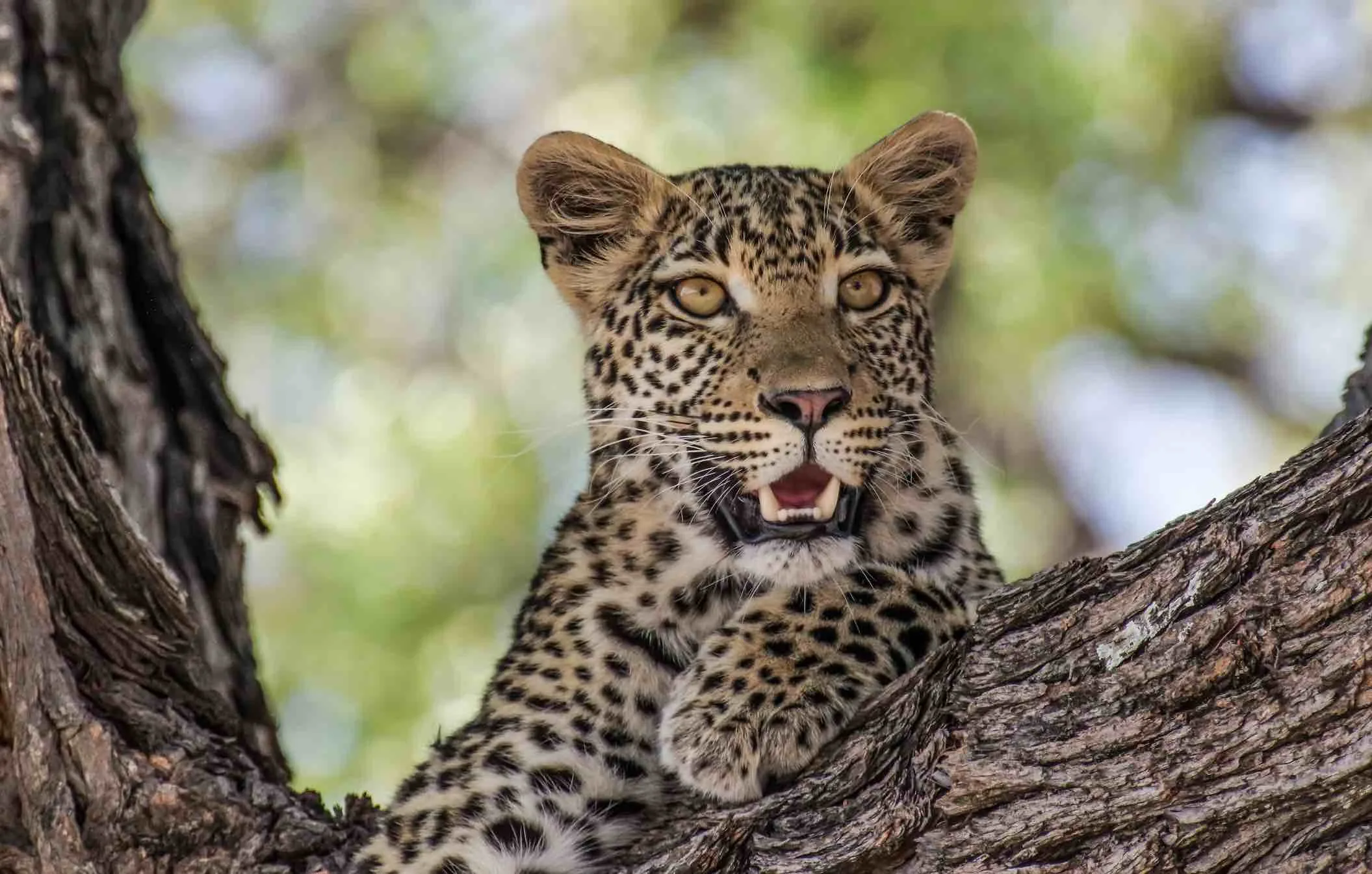 Botswana Wild Parks