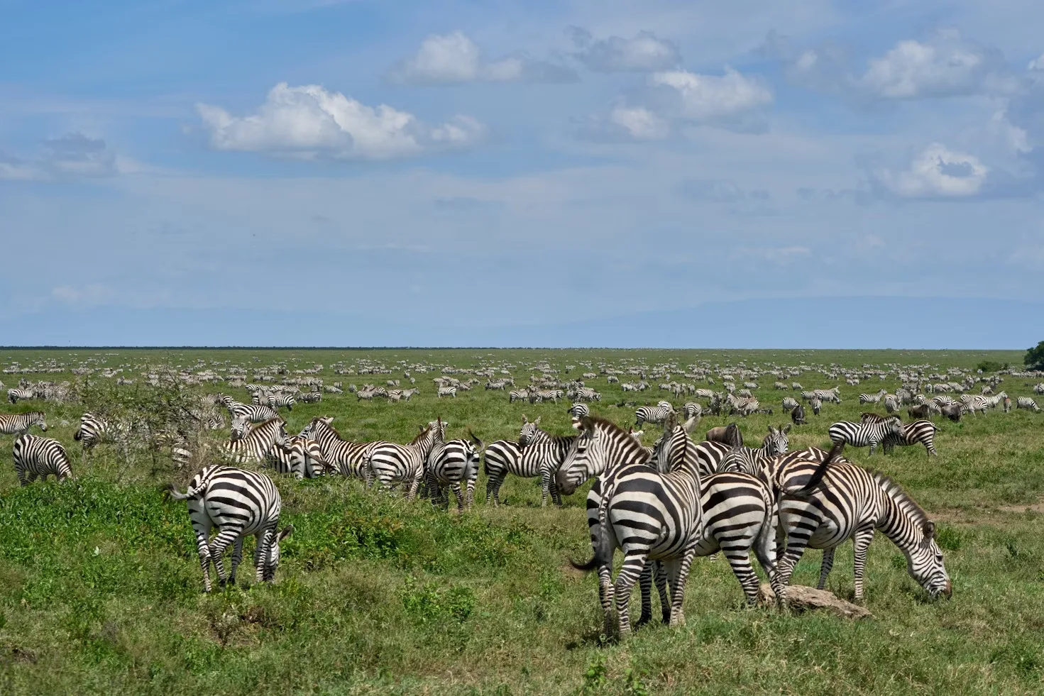 Tanzania - Serengeti Special