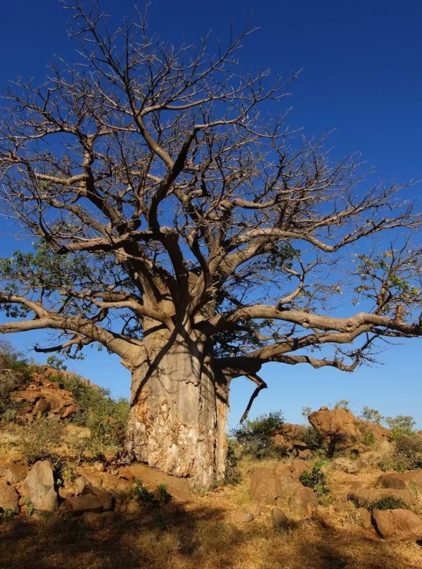 Botswana Adventure