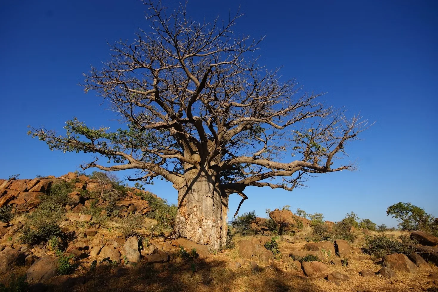 Botswana Adventure