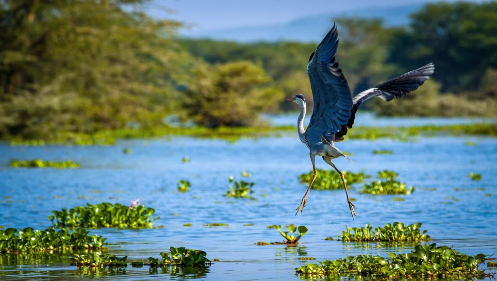 Kenya - I grandi laghi, Amboseli e il Masai Mara