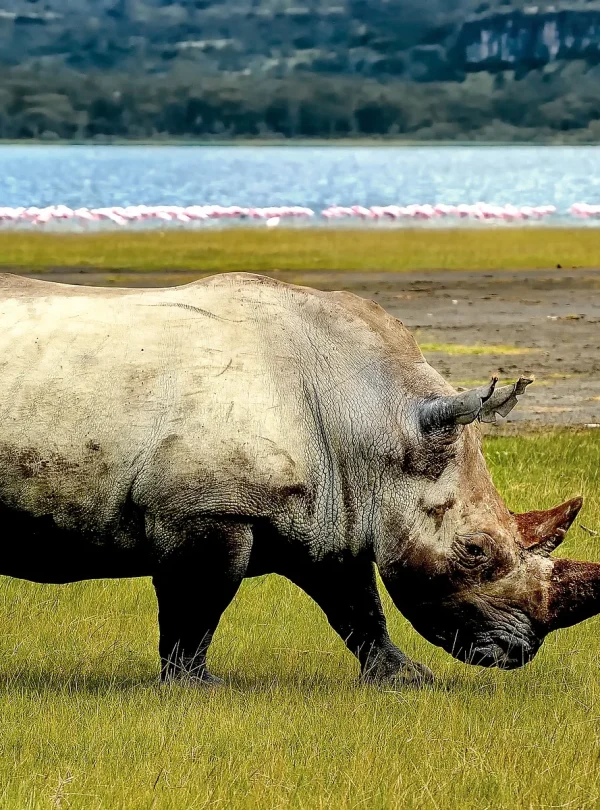 Kenya - I grandi laghi, Amboseli e il Masai Mara