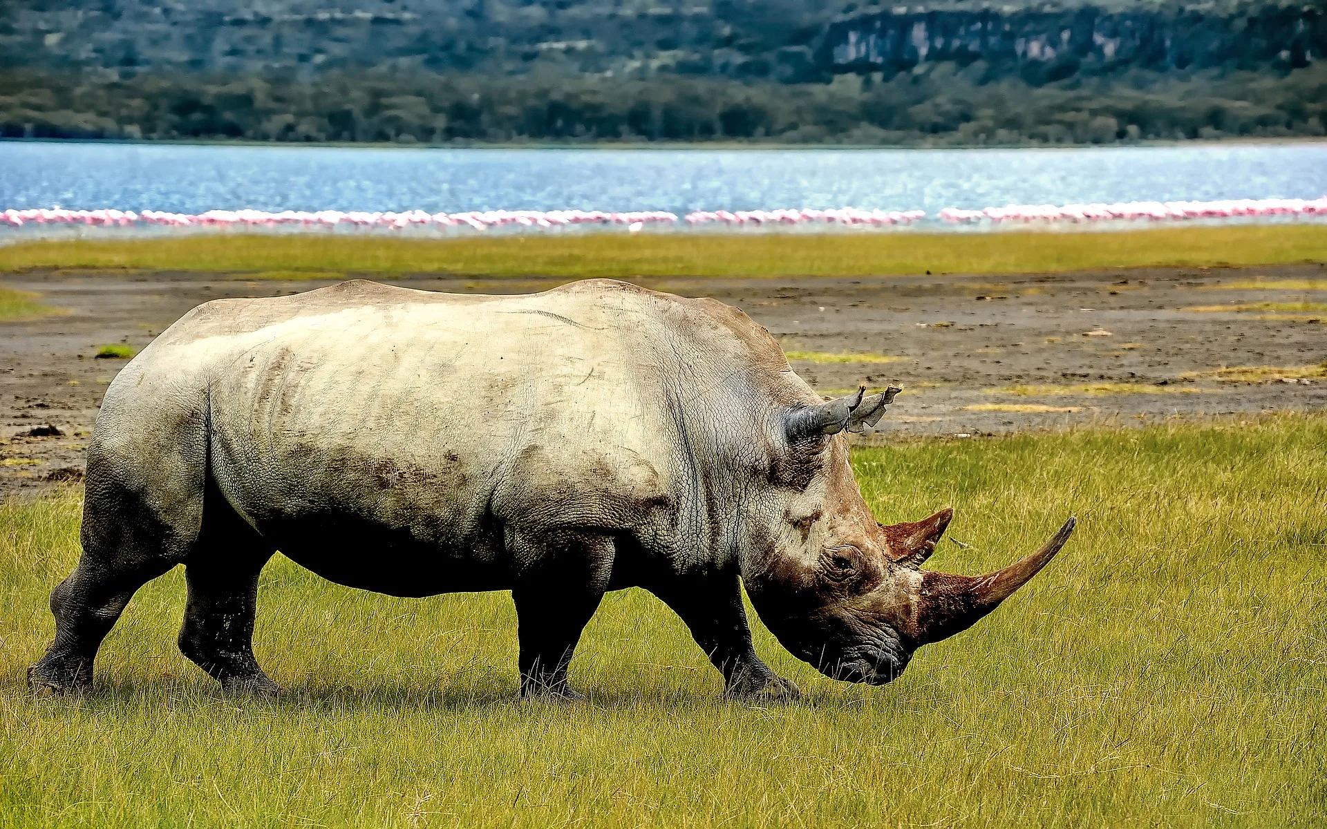 Kenya - I grandi laghi, Amboseli e il Masai Mara