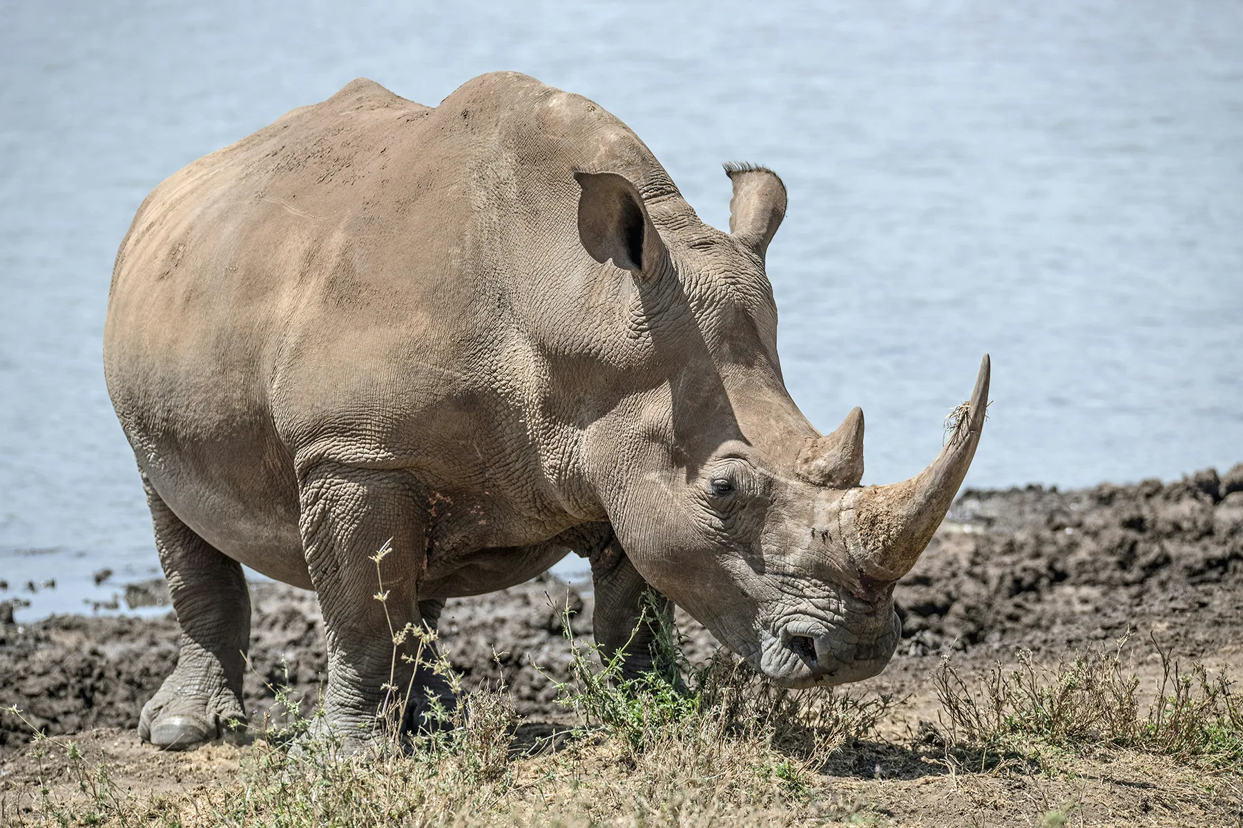Kenya - Safari Essenza